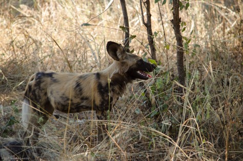 African Wild Dog, April 2013 