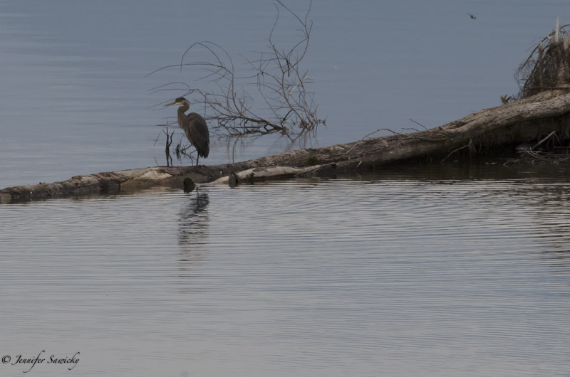 The beautiful curve of the heron's neck is mimicked in the branches reflecting in the water by the heron's legs. 1/500sec, f13, ISO 1000