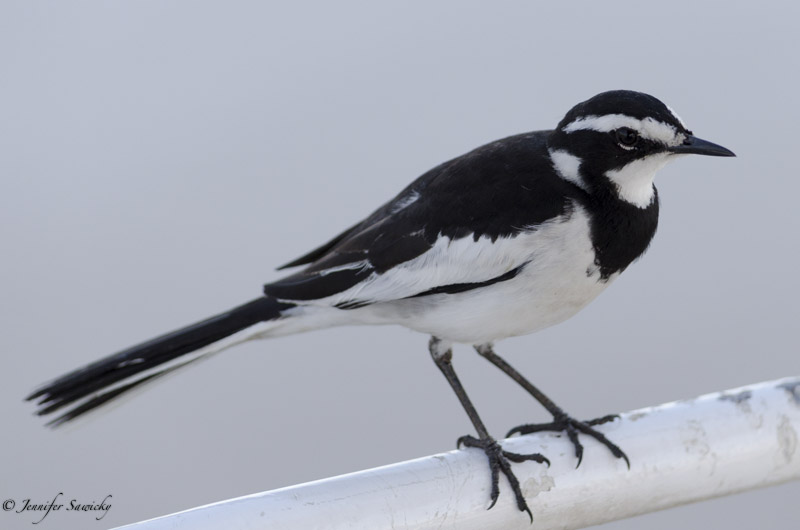 This African Pied Wagtail most have gotten tired of flying, as it caught a ride on our boat during our river cruise along the Chobe. 1/1000sec, f4.8, ISO640