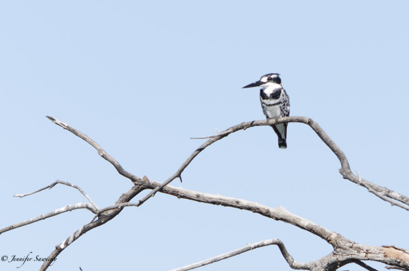 Decent photos of kingfishers elude me to this day!  This is as good as it gets, so far. An African Pied Kingfisher along the Chobe River. 1/400sec, f5.3, ISO100