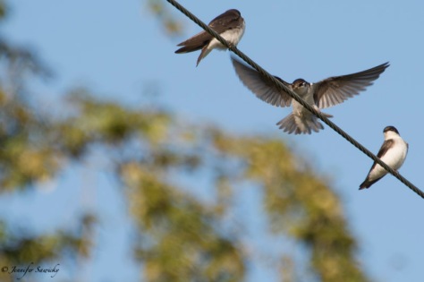 A northern rough-winged swallow comes into land on a power line, under the watchful gaze of a friend. 1/250 sec, f6.3, ISO100