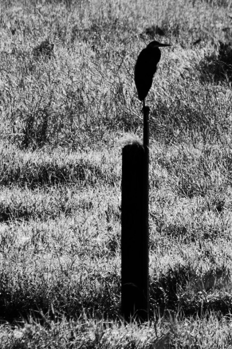 I'd never before seen a heron perched on the top of the water depth marker near the dike pumping station, and I quickly got my camera out to snap a few photos.  I really wasn't pleased with the results though; the photos were far too soft for my liking.  I did a quick conversion in Silver Efex Pro to see if there was any way to create an interesting image, and I'm actually quite pleased with the results.   1/500 sec, f6.3, ISO 100