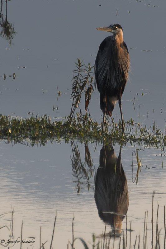 A heron casts a lovely reflection while standing in the shallows of the Pitt River around sunrise. 1/640sec, f5.6, ISO400