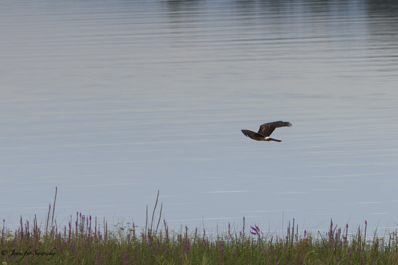 A cooper's hawk flies along the Pitt River looking for prey. 1/500sec, f8.0, ISO200 