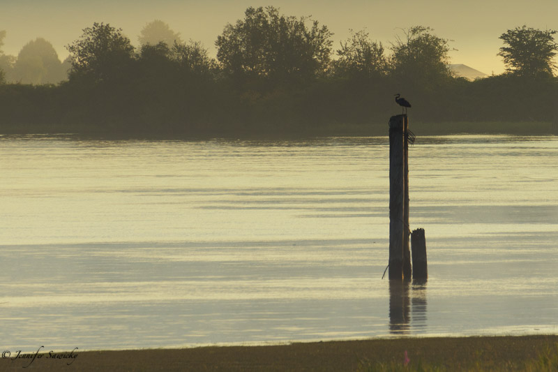 A great blue heron perches out over the water, where I normally see the ospreys. 1/1000 sec, f5.6, ISO250