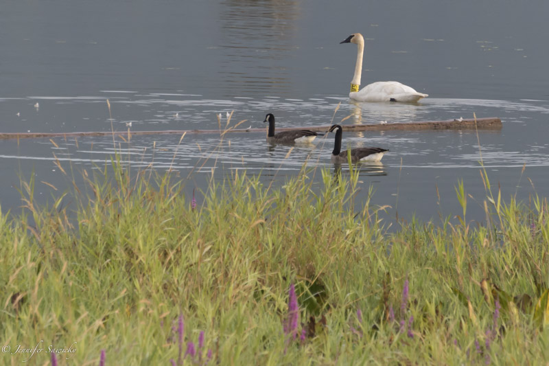 Trumpeter swan tagged with M38 swimming amongst some Canada geese.  One their own, the geese seem very large, but next to the swan, they seem so small! 