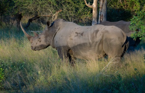 A pair of rhinos at Londolozi Game Reserve in South Africa, April 2013.