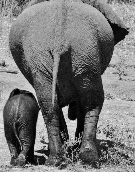 Mama and baby elephant re-edit
