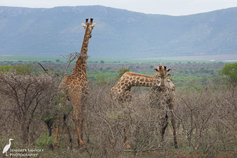 20150205_Giraffe Necking-6