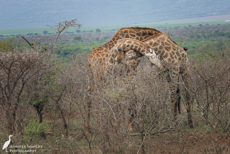 20150205_Giraffe Necking-9