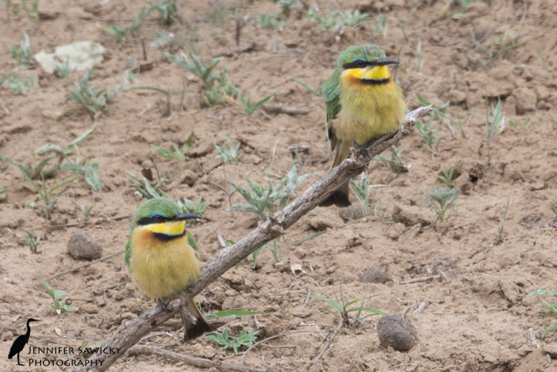A pair of little bee-eaters pose for some photos. 1/320 sec, f8.0, ISO 400