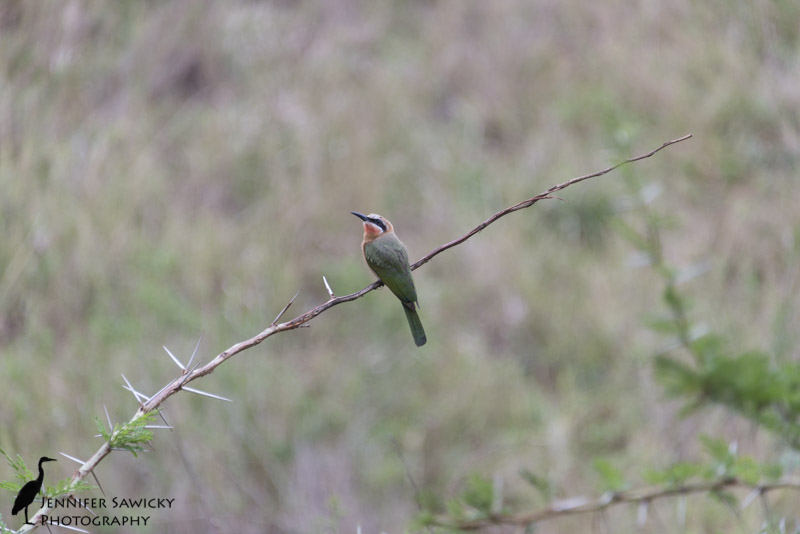 Contemplating following her partner... this female white fronted bee-eater stuck around for another minute before heading off after her mate. 1/400 sec, f5.6, ISO 1000