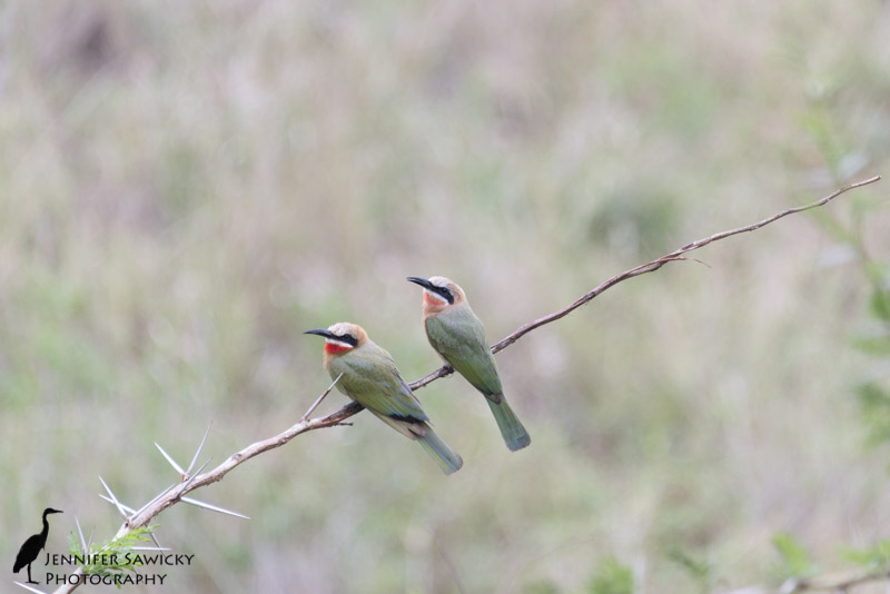 A pair of white fronted bee-eaters perched on a thorn tree branch. 1/250 sec, f5.6, ISO 1000