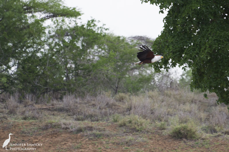A male fish eagle gave us a fly by while we were out doing our monitoring activities.  The more I look at this picture, the more it looks like I (badly) photoshopped the bird into the background.  I can assure you I didn't! 1/800 sec, f5.6 ISO 800
