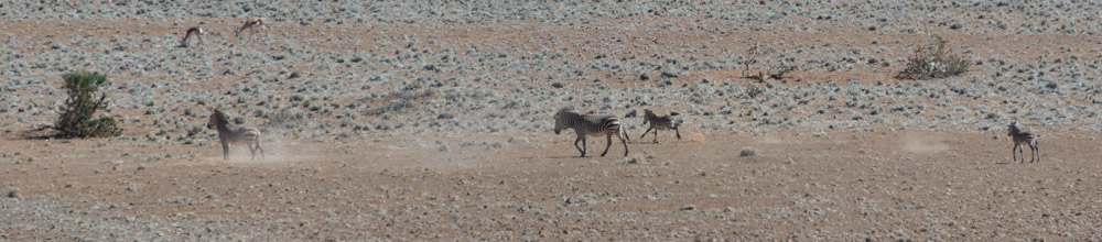 Some young zebra playing in the desert.  These little guys were whipping around, without a care in the world.