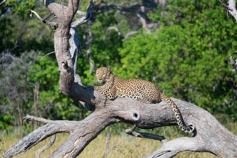 A gorgeous female leopard using a fallen tree as a vantage point.  I had no expectation of seeing leopard at all in the delta, but I had told my guide the previous afternoon that my dream photo would be capturing a leopard on a tree branch.  In two days, I saw three leopards.  Talk about lucky!