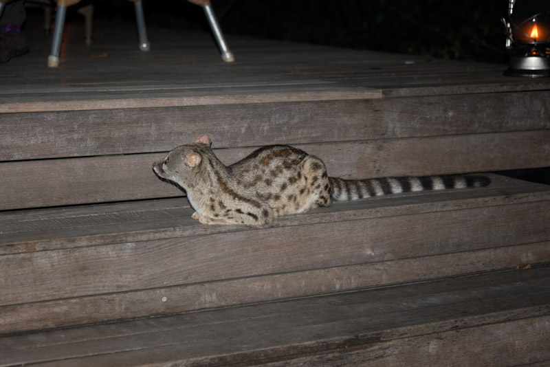 The resident genet at Phinda, hanging around the dining area at night, hoping someone will drop something tasty.  They call her Genet Jackson.