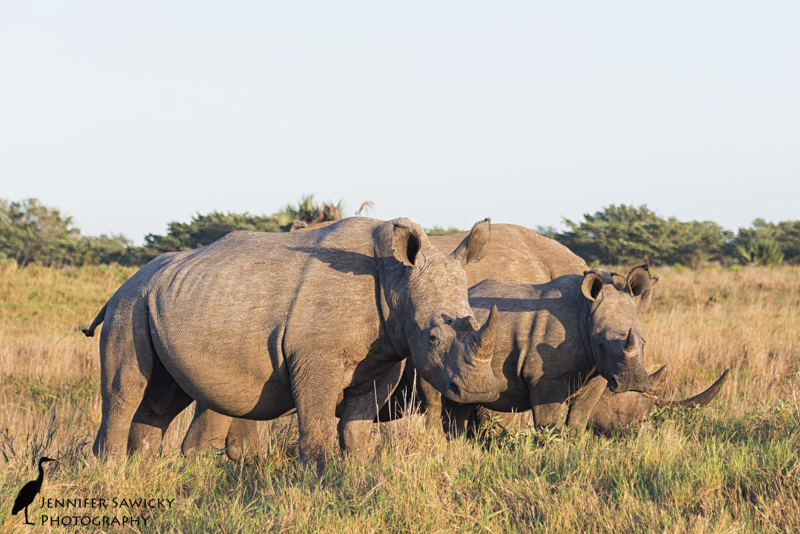 A rhino family grazes on Phinda in the early morning sunshine. 1/320sec, f5.6, ISO360 May, 2015