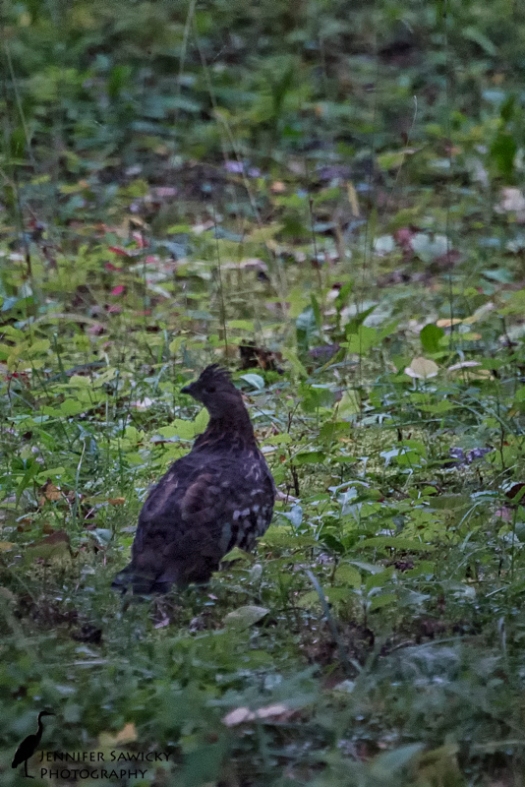 I spotted some movement in the underbrush, and thought it might be a rabbit.  Instead, it turned out to be a pair of ruffled grouse.  The photo is lacking, but it was good enough to get an ID on the bird when I got home.