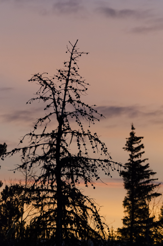 Evergreens silhouetted against a colourful morning sky.