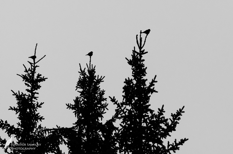 The three birds posed in the treetops are part of a much larger group that were pecking at the pinecones.  With the fog, I wasn't able to make a species ID. 