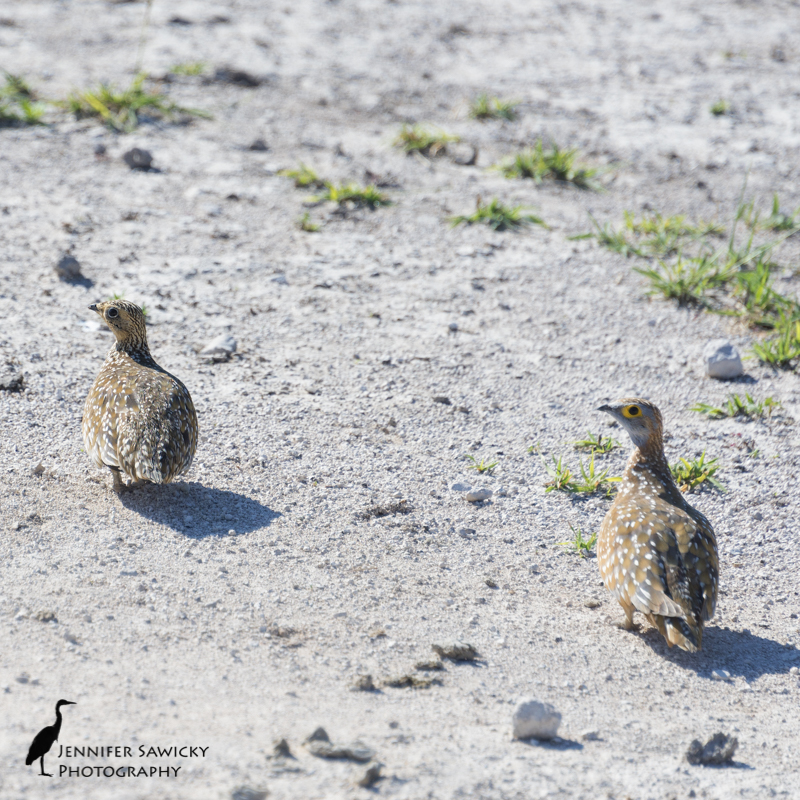 A pair of namaqua sandgrouse. Who says you can't pair stripes and polka dots together? Kalahari Desert, April 2015 1/1600sec, f5.6, ISO 400