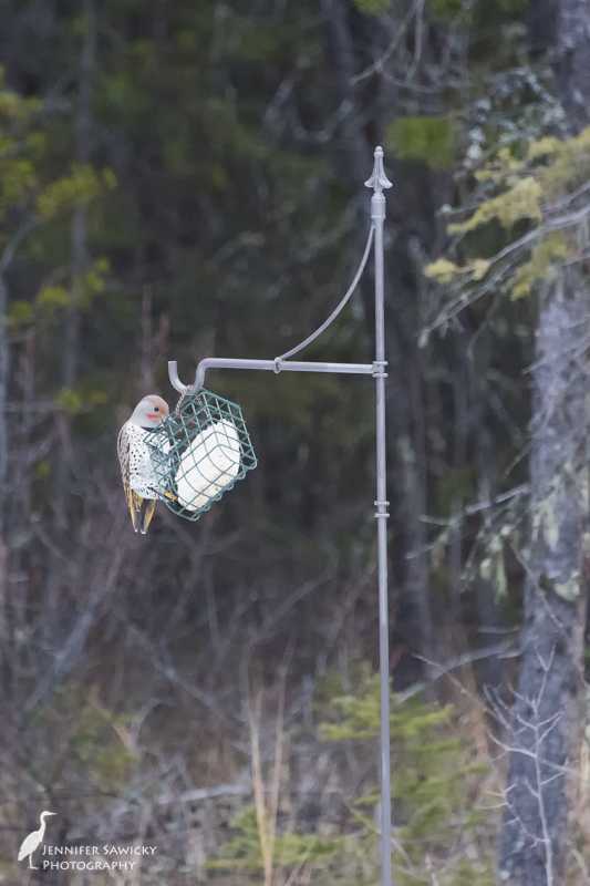 A male flicker dining on some suet cake. 