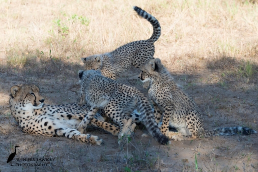 20151204_International Cheetah Day